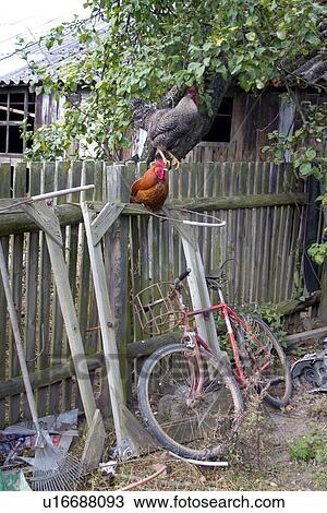 Free range roosters sitting on fence above bicycle View Large Photo Image Stock Image - Free range roosters sitting on fence above bicycle. Fotosearch