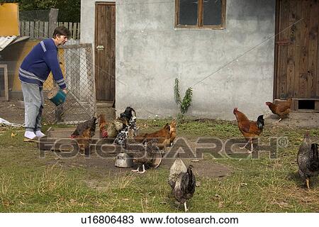 Polish farm woman feeding free range chickens in farmyard View Large Photo Image Stock Image - Polish farm woman feeding free range chickens in farmyard. Fotosearch