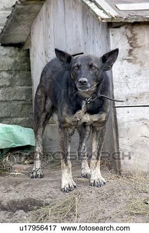 Stock Photo - Polish killer dog chained up. Fotosearch