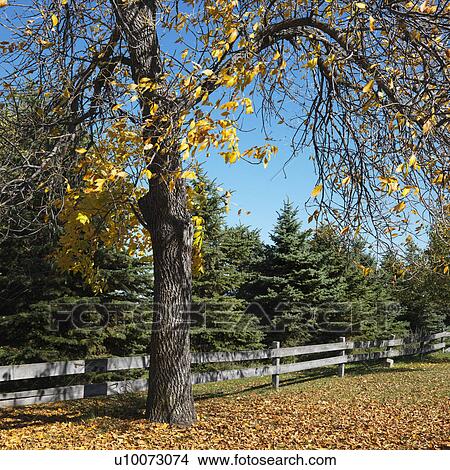 American Beech tree in Fall color in fenced in pasture. View Large Photo Image Picture - American Beech tree in Fall color in fenced in pasture.. Fotosearch