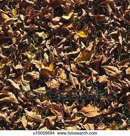 American Beech tree leaves fallen on ground turning brown. View Large Photo Image Picture - American Beech tree leaves fallen on ground turning brown.. Fotosearch