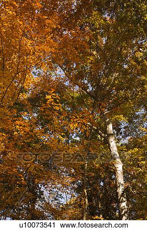 American Beech trees exhbiting full Fall colors. View Large Photo Image Stock Image - American Beech trees exhbiting full Fall colors.. Fotosearch