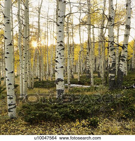 Aspen trees in Fall color in Utah. View Large Photo Image Picture - Aspen trees in Fall color in Utah.. Fotosearch