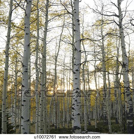 Stock Image - Aspen trees in Fall color in Utah.. Fotosearch