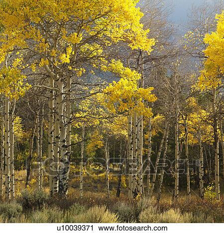 Aspen trees in yellow fall color in Wyoming. View Large Photo Image Stock Image - Aspen trees in yellow fall color in Wyoming.. Fotosearch
