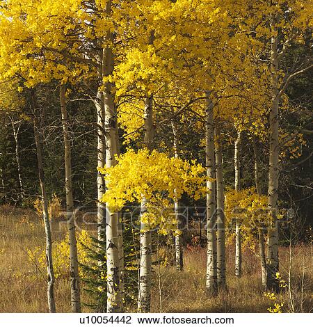 Stock Image - Aspen trees in yellow fall color in Wyoming.. Fotosearch