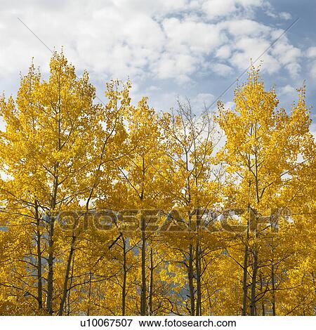 Aspen trees in yellow fall color in Wyoming. View Large Photo Image Stock Photo - Aspen trees in yellow fall color in Wyoming.. Fotosearch