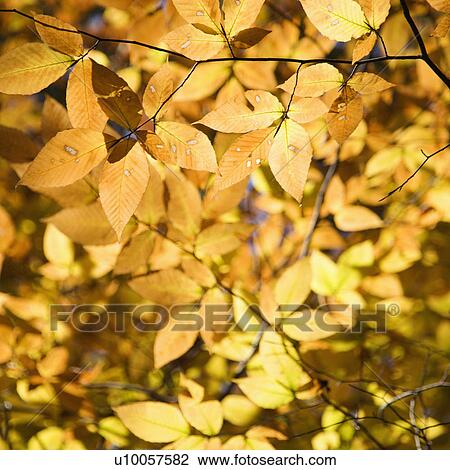 Close-up of American Beech tree branches covered with bright yellow Fall leaves. View Large Photo Image Stock Image - Close-up of American Beech tree branches covered with bright yellow Fall leaves.. Fotosearch