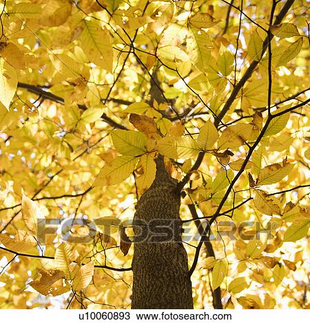 Close-up of American Beech tree branches covered with bright yellow Fall leaves. View Large Photo Image Stock Image - Close-up of American Beech tree branches covered with bright yellow Fall leaves.. Fotosearch