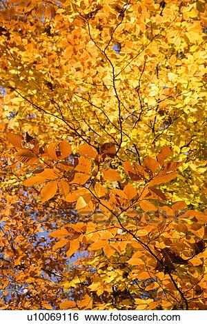 Close-up of American Beech tree branches covered with brightly colored Fall leaves. View Large Photo Image Stock Photograph - Close-up of American Beech tree branches covered with brightly colored Fall leaves.. Fotosearch