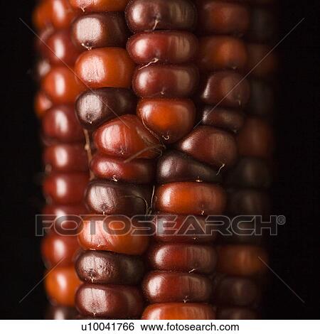 Close-up of red ear of Indian corn. View Large Photo Image Stock Photograph - Close-up of red ear of Indian corn.. Fotosearch