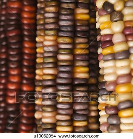 Close-up of three multicolored ears of Indian corn. View Large Photo Image Picture - Close-up of three multicolored ears of Indian corn.. Fotosearch