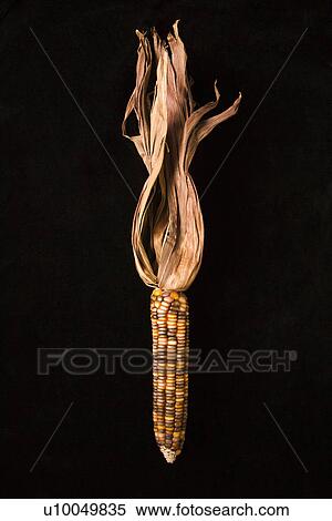 Ear of multicolored Indian corn against black background. View Large Photo Image Stock Photography - Ear of multicolored Indian corn against black background.. Fotosearch