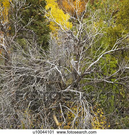 Stock Image - High angle view of dead tree amongst Fall foliage.. Fotosearch
