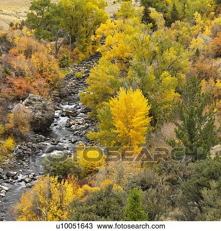 Stock Image - High angle view of forest in Fall color with rocky stream running through it.. Fotosearch