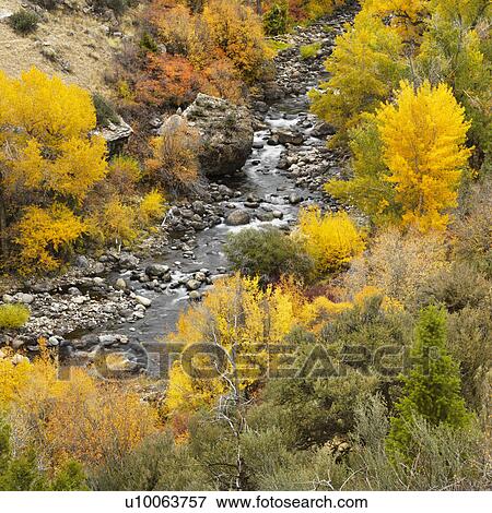 High angle view of forest in Fall color with rocky stream running through it. View Large Photo Image Stock Photo - High angle view of forest in Fall color with rocky stream running through it.. Fotosearch