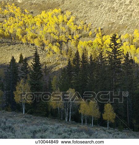 Stock Photo - Landscape with Aspen trees in Fall color in Utah.. Fotosearch