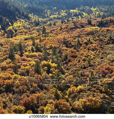Landscape with trees in Fall color in Utah. View Large Photo Image Picture - Landscape with trees in Fall color in Utah.. Fotosearch