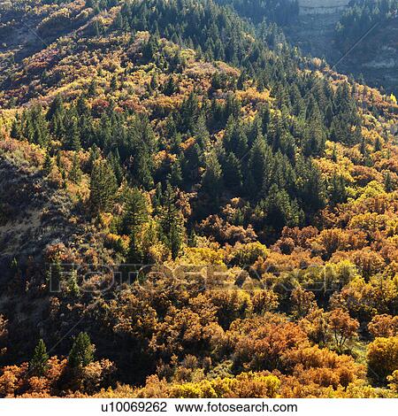 Stock Image - Landscape with trees in Fall color in Utah.. Fotosearch