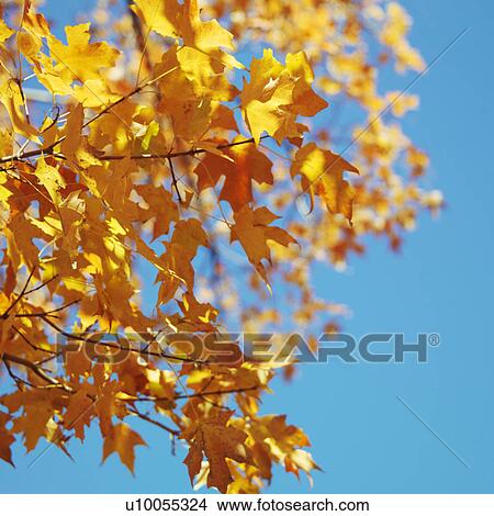 Picture - Maple tree in Fall color in Washington, D. C., USA.. Fotosearch