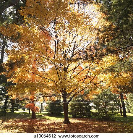 Stock Image - Maple trees in Fall color.. Fotosearch