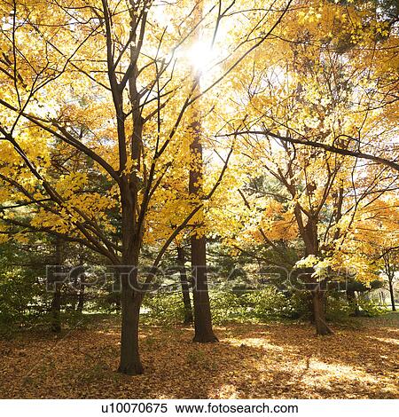 Maple trees in Fall color. View Large Photo Image Stock Photography - Maple trees in Fall color.. Fotosearch