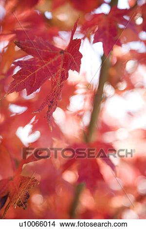 Multiple red autumn maple leaves. View Large Photo Image Picture - Multiple red autumn maple leaves.. Fotosearch