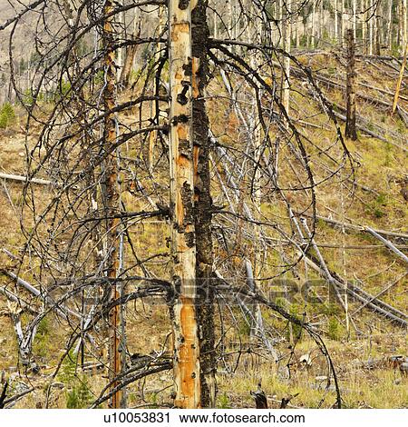 Stock Image - New growth in forest that was previously destroyed by fire.. Fotosearch