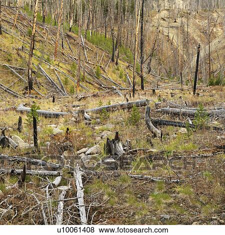 New growth in forest that was previously destroyed by fire. View Large Photo Image Stock Photo - New growth in forest that was previously destroyed by fire.. Fotosearch