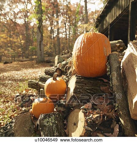 Stock Photo - Pumpkins setting on stack of firewood in rural setting.. Fotosearch
