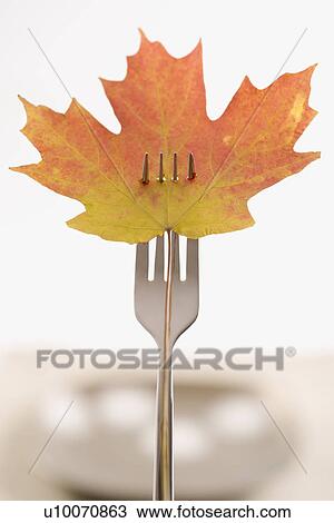 Stock Image - Red and green Maple leaf pierced by a dinner fork.. Fotosearch