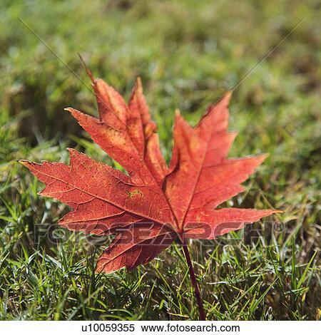 Stock Photography - Single red autumn maple leaf laying in grass.. Fotosearch