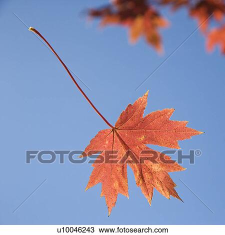 Stock Image - Single red autumn maple leaf with blue sky in background.. Fotosearch
