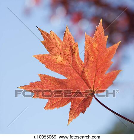 Stock Photo - Single red autumn maple leaf with blue sky in background.. Fotosearch