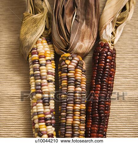 Three multicolored ears of Indian corn. View Large Photo Image Stock Image - Three multicolored ears of Indian corn.. Fotosearch