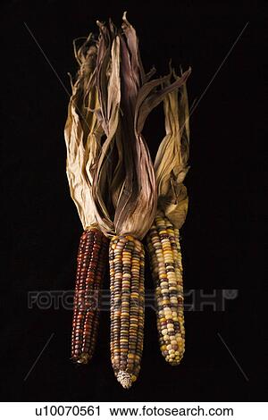 Three multicolored ears of Indian corn. View Large Photo Image Stock Image - Three multicolored ears of Indian corn.. Fotosearch