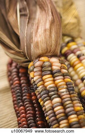 Stock Photo - Three multicolored ears of Indian corn.. Fotosearch