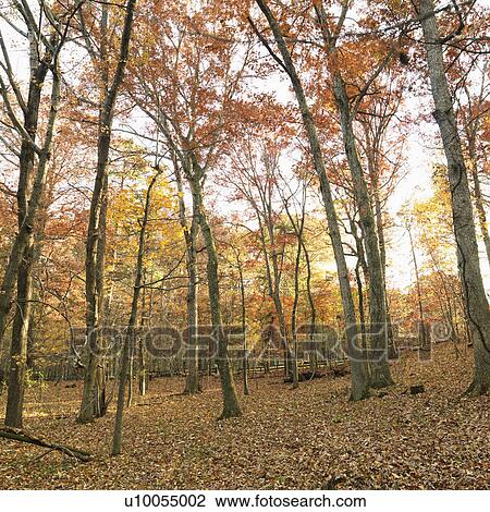 Stock Image - Trees with Fall colored leaves.. Fotosearch