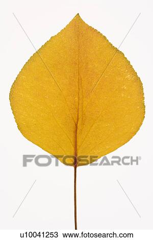 Yellow Bradford Pear leaf against white background. View Large Photo Image Stock Image - Yellow Bradford Pear leaf against white background.. Fotosearch