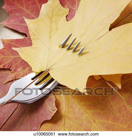 Stock Image - Yellow Maple leaf pierced by a dinner fork on a bed multicolored Maple leaves. . Fotosearch