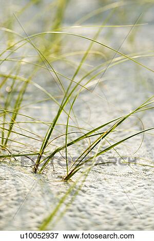 Beach grass in sand on Bald Head Island, North Carolina. View Large Photo Image Stock Photo - Beach grass in sand on Bald Head Island, North Carolina.. Fotosearch