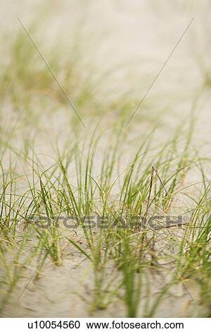 Beach grass in sand. View Large Photo Image Stock Image - Beach grass in sand.. Fotosearch