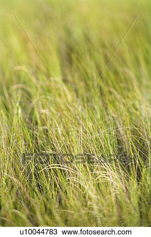 Stock Image - Beach grass.. Fotosearch