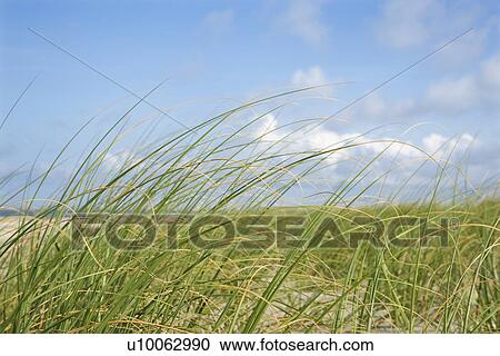 Beach grass swaying with the wind. View Large Photo Image Stock Image - Beach grass swaying with the wind.. Fotosearch