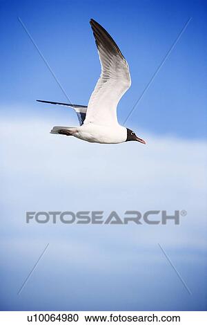Black-headed gull in flight. View Large Photo Image Stock Image - Black-headed gull in flight.. Fotosearch