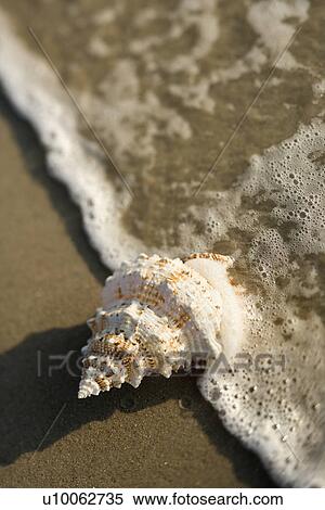 Stock Photography - Close-up of conch shell with wave engulfing it.. Fotosearch