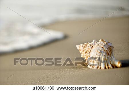 Conch shell on beach with waves. View Large Photo Image Stock Image - Conch shell on beach with waves.. Fotosearch