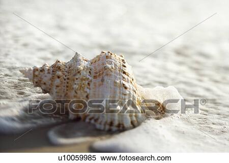 Stock Photography - Conch shell with waves engulfing it.. Fotosearch