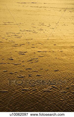 Stock Photo - Golden beach at sunset.. Fotosearch