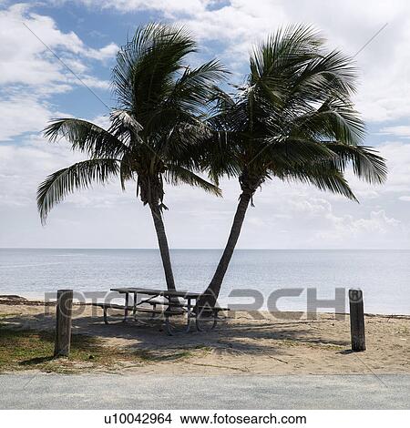 Picnic table by pair of palm trees on beach in Florida Keys, Florida, USA. View Large Photo Image Picture - Picnic table by pair of palm trees on beach in Florida Keys, Florida, USA.. Fotosearch